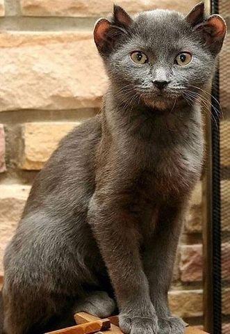 Кот о четырех ушах