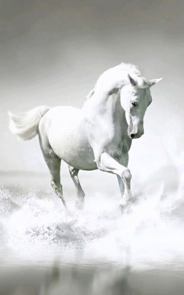 Horse 5