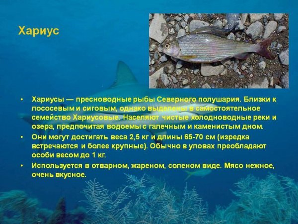 Хариус