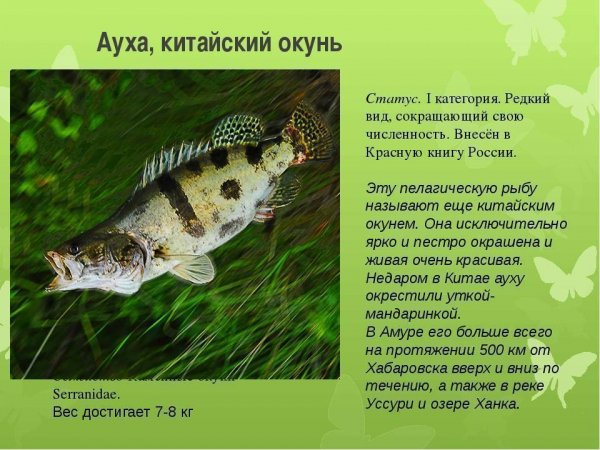 Ауха