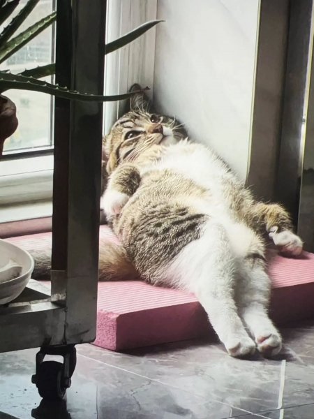 Catloversclub d2128cb5fd894048a48ce5b5364e8306