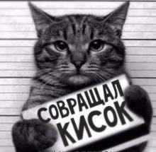 Кот