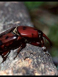 Insects 137