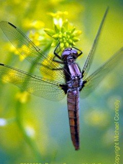 Insects 032