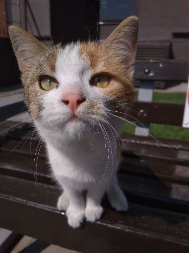 Кошка на лавочке