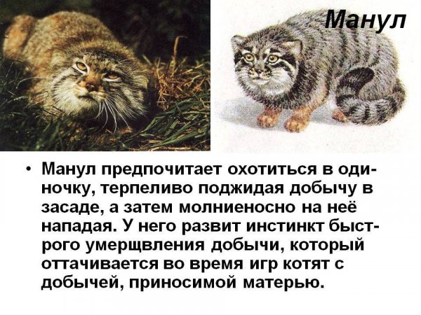 Манул