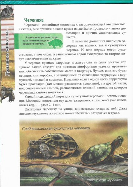 Черепаха