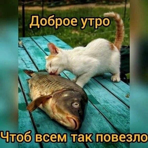 Доброе утро