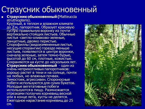Страусник обыкновенный