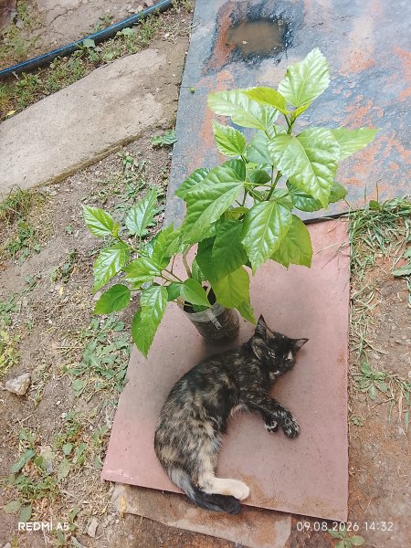 Молодой гибискус и кошечка