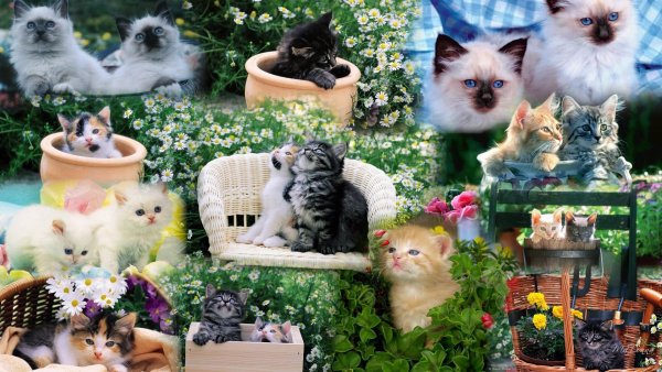 summer-kittens