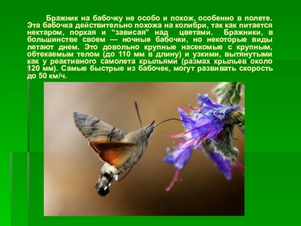 Бражник