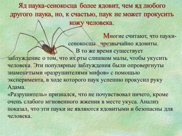 Паук - сенокосец