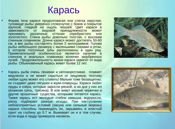 Карась