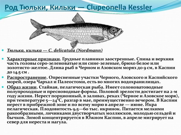Тюлька