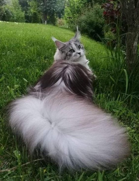 норвежская лесная кошка