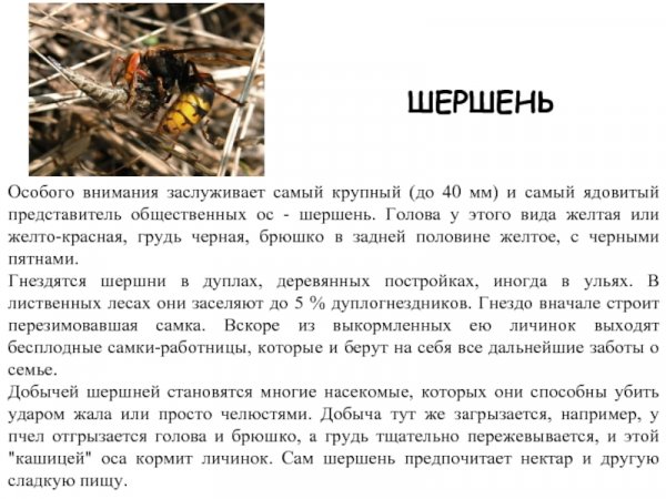 Шершень
