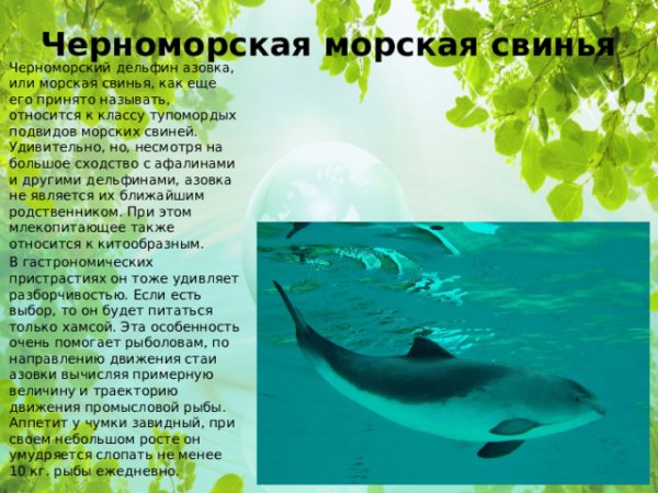 Азовка