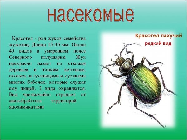 Красотел пахучий