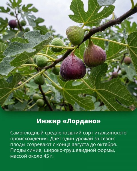 Инжир "Лордано"
