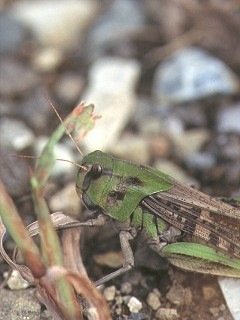 Insects 003