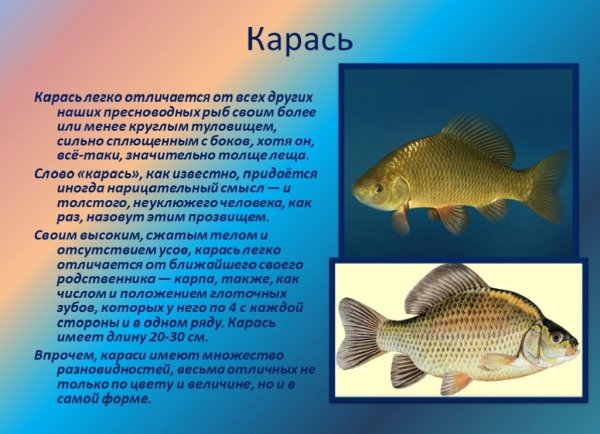 Карась