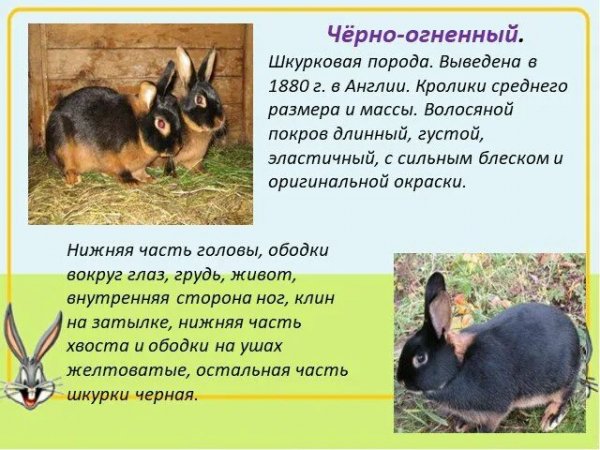 Кролики