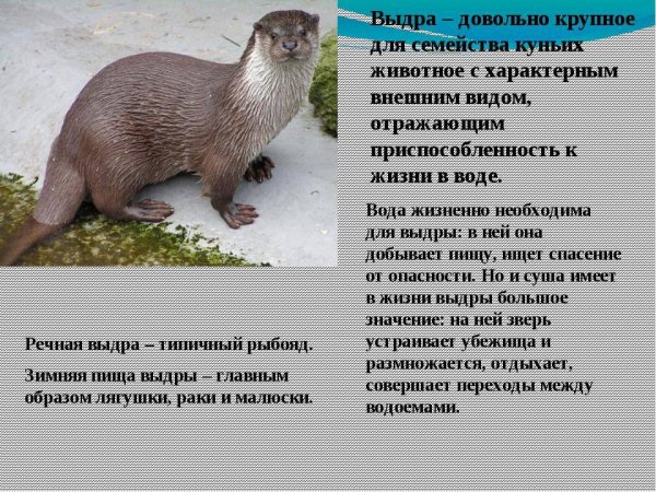 Выдра