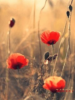 file_59338122