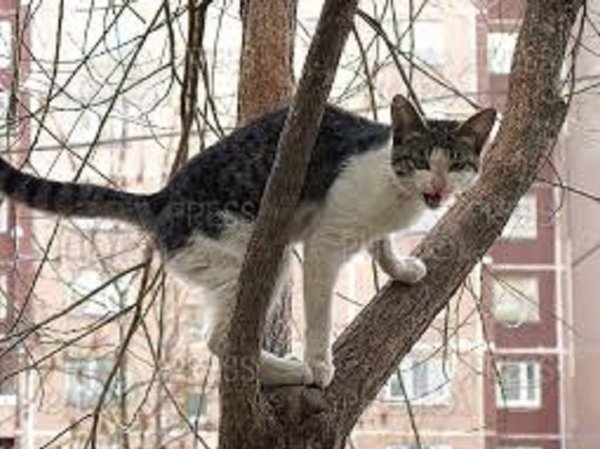 Кошка на дереве