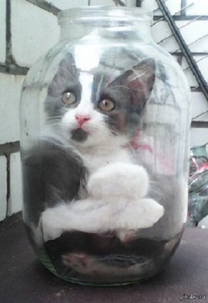 Кот в банке