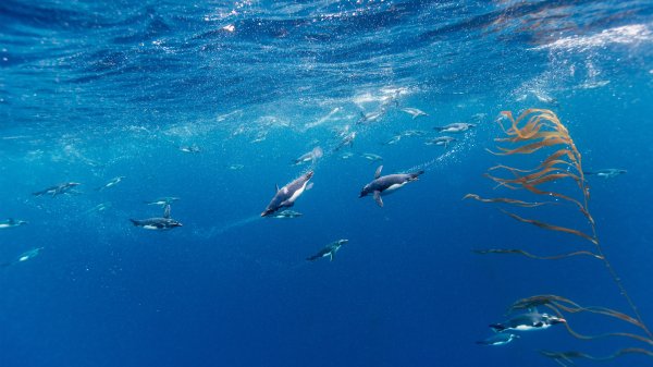 MacaroniPenguins ROW7183646544 UHD
