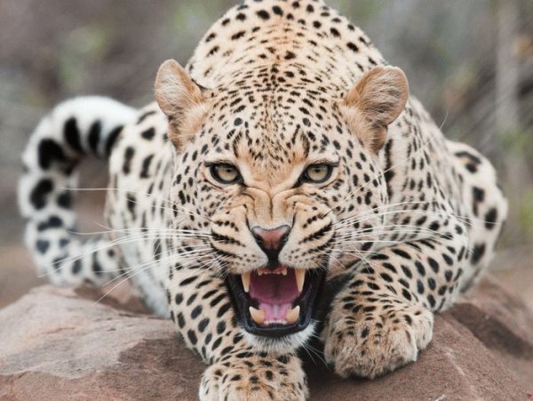 leopard