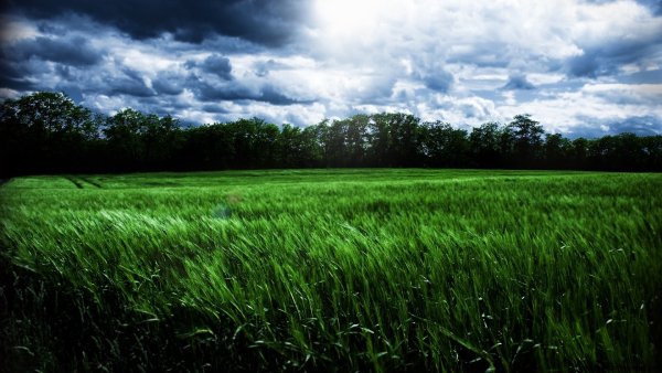 Blowing Grass