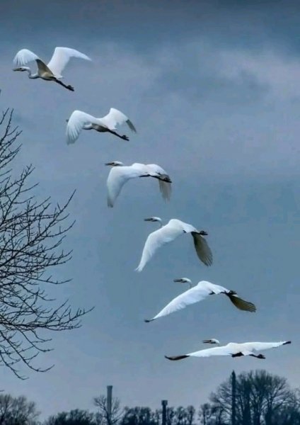 file_99507065