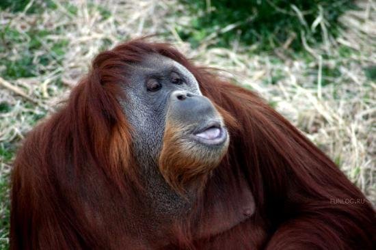 orangutany