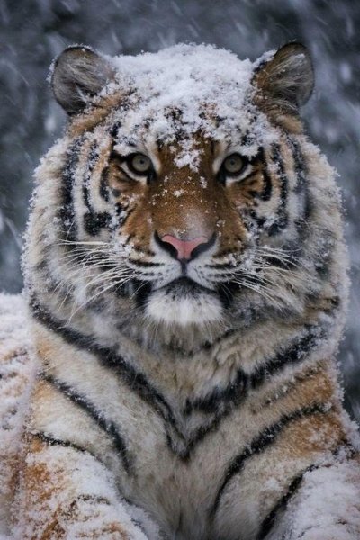 Тигр зимой