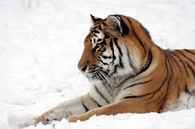 images-7