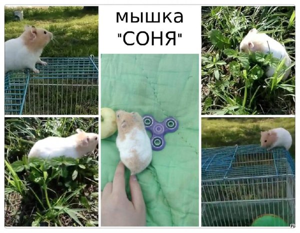 @Strelka700 - Мышка "Соня", гуляет и какая красивая