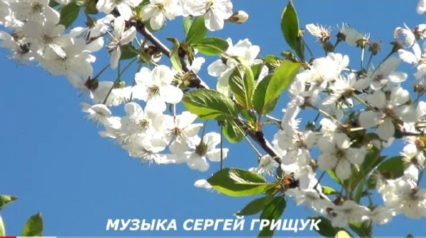 Сергей Грищук - ВЕСЕННЯЯ КРАСИВАЯ