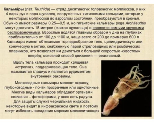 Кальмары