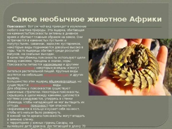 Поясохвост