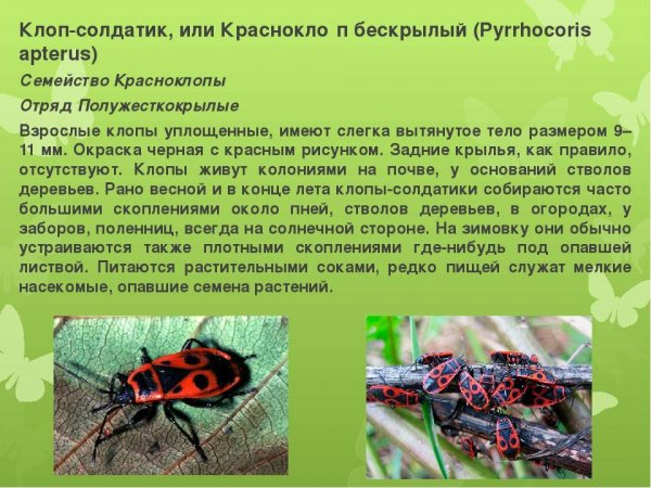 Красноклоп бескрылый