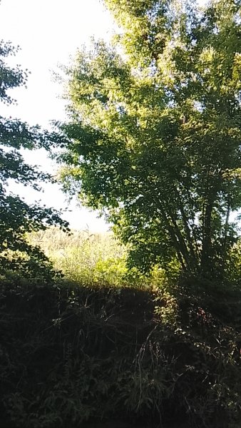 picture_419013272
