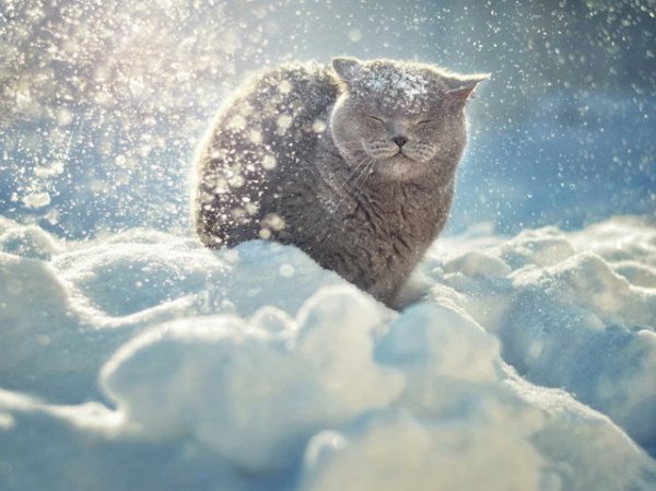 Котейка зимой