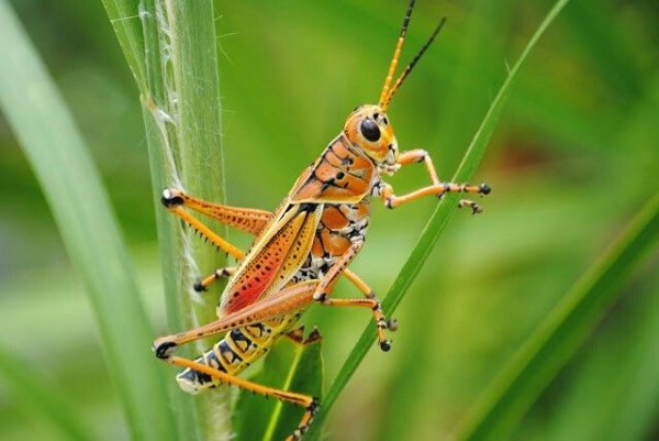bb91fd3614dff9f3c03b0dc7f0--insects-grasshoppers