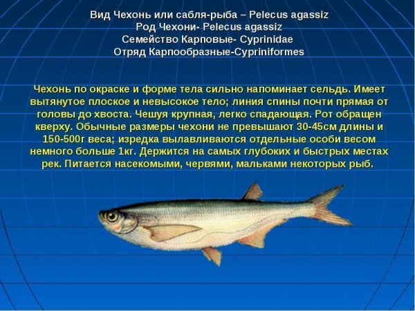 Чехонь