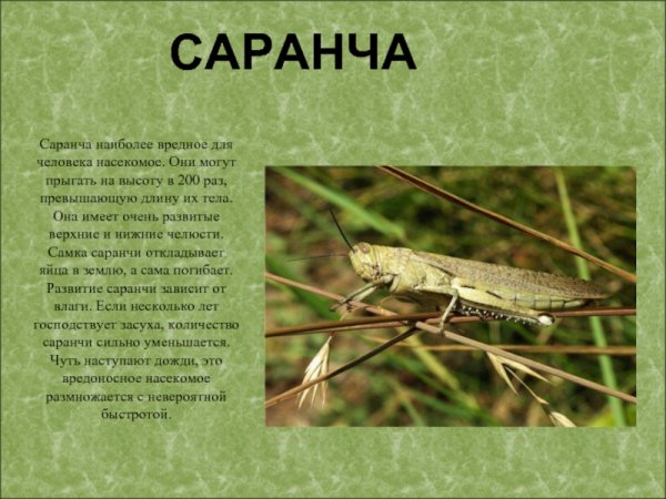 Саранча