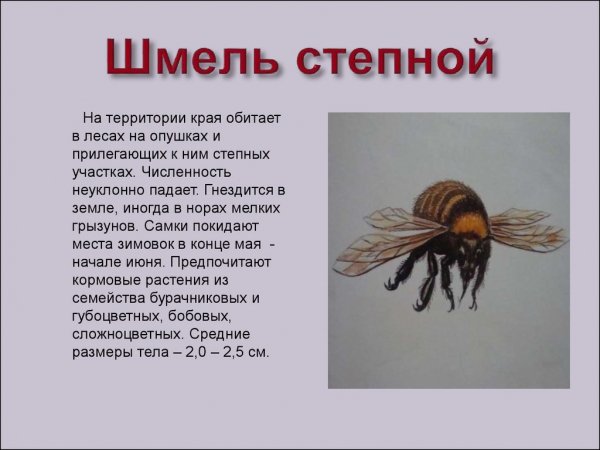 Шмель степной
