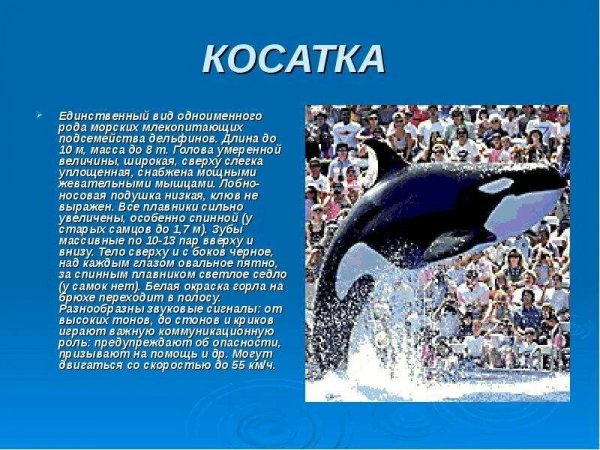 Косатка
